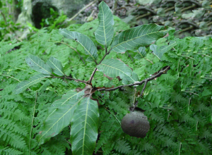 Family: Sapindaceae Scientific Name: Alectryon macrococcus  Common Name: Māhoe  Endemic: Yes IUCN Classification: Critically Endangered