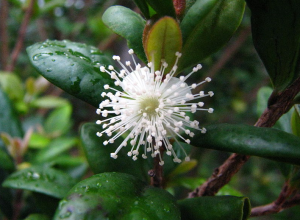 Family: Myrtaceae Scientific Name: Eugenia koolauensis  Common Name:  Nioi  Endemic: Yes IUCN Classification: Endangered