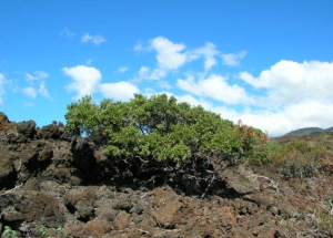 Family: Sapotaceae Scientific Name:  Nesoluma polynesicum Common Name:  Keahi Endemic:  No IUCN Classification: Vulnerable