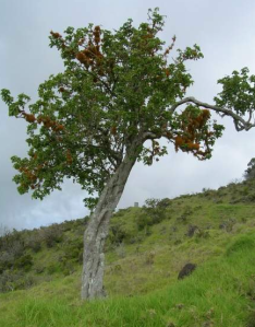 Family: Solanaceae Scientific Name: Nothocestrum latifolium  Common Name:  Broadleaf ʻaiea Endemic:  Yes IUCN Classification: Endangered