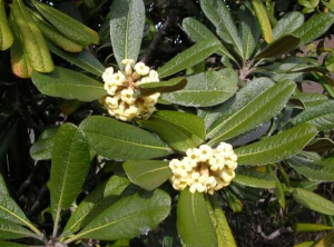 Family: Pittosporaceae Scientific Name: Pittosporum confertiflorum  Common Name: Hāʻawa Endemic: Yes IUCN Classification: Not Listed