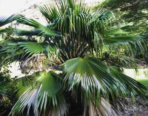 Family: Arecaceae  Scientific Name: Pritchardia kaalae  Common Name: Loulu Palm Endemic: Yes IUCN Classification: Critically Endangered