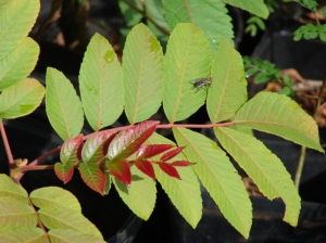 Family: Anacardiaceae  Scientific Name: Rhus sandwicensis  Common Name: Neleau Endemic: Yes IUCN Classification: Not Listed